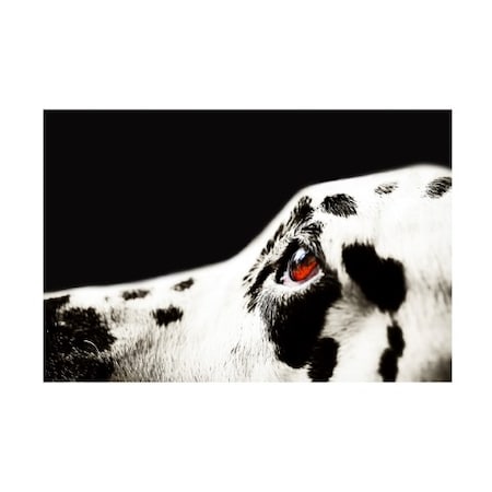 Jenny Rainbow Fine Art 'The Amber Eye Of Dalmatian Dog' Canvas Art,30x47